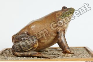 Bullfrog Rana catesbeiana 0011